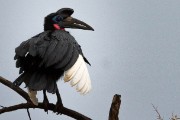 Abyssinian ground hornbill : 2014 Uganda